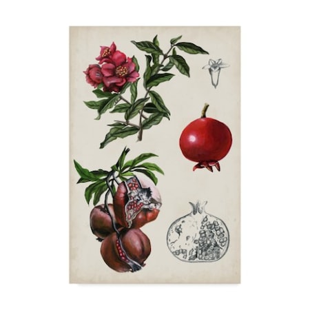 Naomi Mccavitt 'Pomegranate Composition Ii' Canvas Art,16x24
